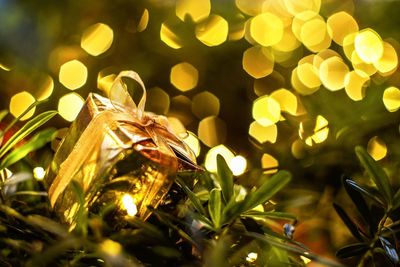 Close-up of insect on plant