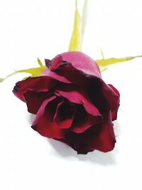 Close-up of red rose against white background