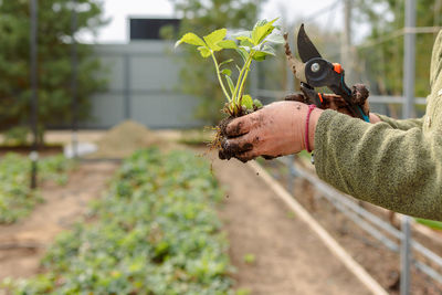 Woman is planting seedlings of strawberries. gardening work. country life. eco farm