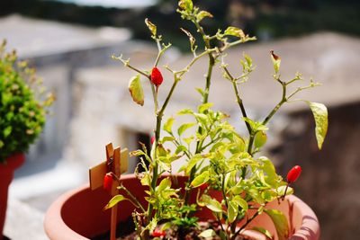 Close-up of small potted plant