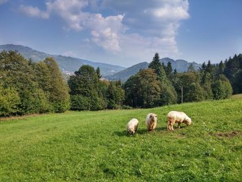 Cows grazing on grassy field