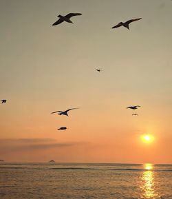 Silhouette birds flying over sea against sky during sunset