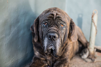 Close-up portrait of a dog