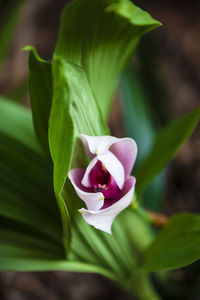 Close up of one of the beautiful colombian orchids