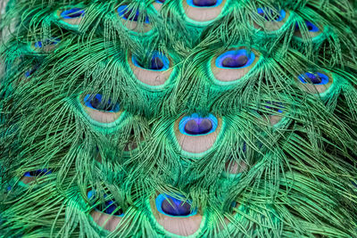 Full frame shot of peacock feathers