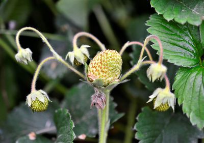 Close-up of berries on plant