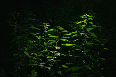 Close-up of fresh green plant on field