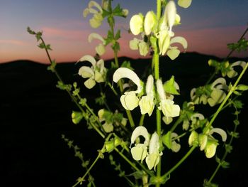 Close-up of flowers blooming against sky