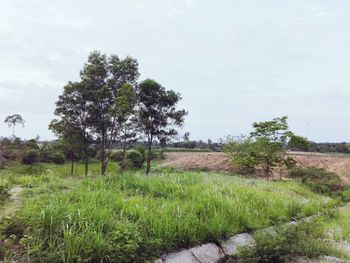 Trees on field against sky