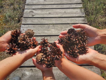 Cropped hands of people holding pine cones on land