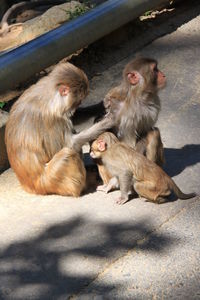 Monkeys sitting