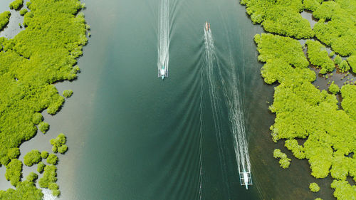 Boats sails in the mangroves among green trees aerial view. mangrove jungles, trees, river. 