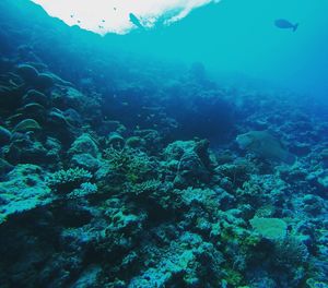 Close-up of coral in sea