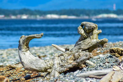 Close-up of driftwood on beach