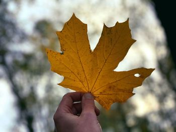 Close-up of hand holding maple leaf during autumn