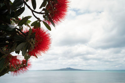 Close-up of red puhutokawa tree flowering against cloudy sky with rangitoto island in the distance