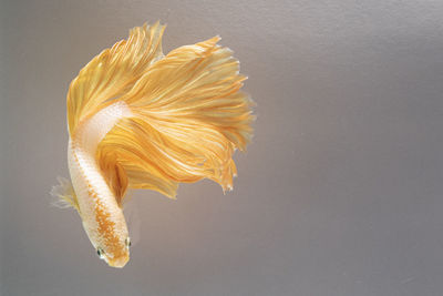 Close-up of yellow flower against white background