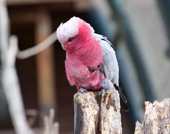 Close-up of parrot perching on a fence