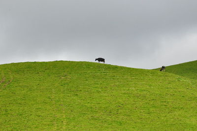 Cows grazing on field against sky