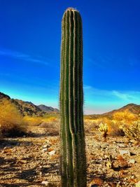 Cactus growing against blue sky