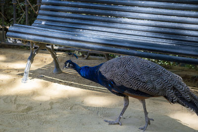 High angle view of peacock on bench