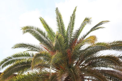 Low angle view of palm tree against sky