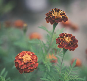 Close-up of orange marigold flower