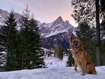 Dog standing on snow covered mountain