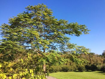 Tree against clear sky