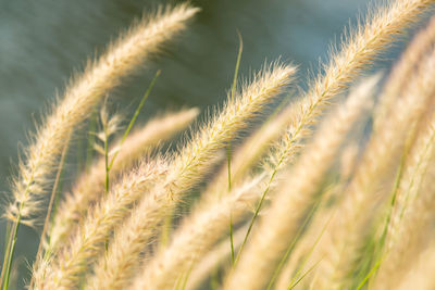 Close-up of stalks against blurred background