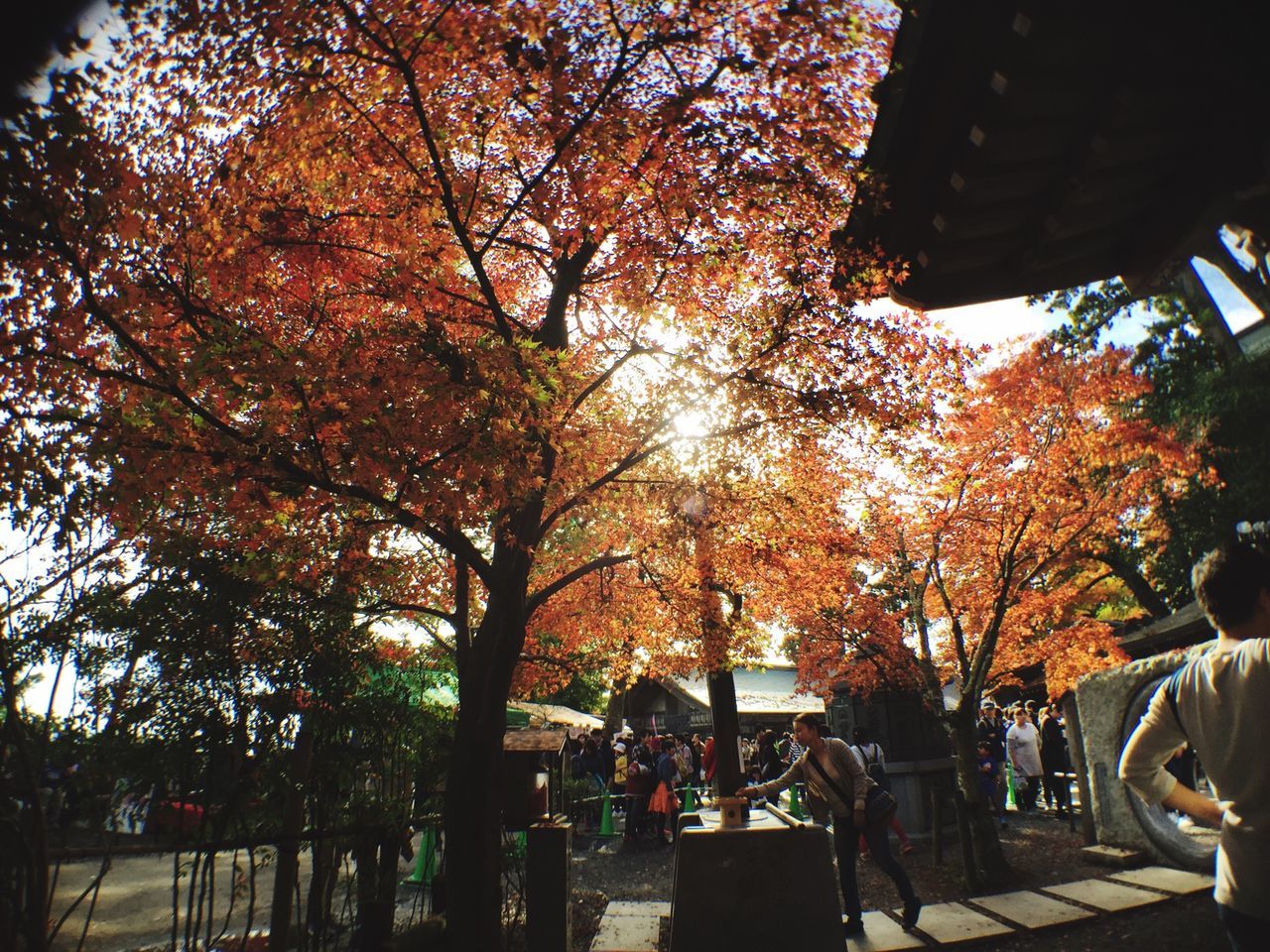 tree, autumn, change, building exterior, built structure, architecture, orange color, branch, tree trunk, park - man made space, season, growth, incidental people, outdoors, nature, day, bench, sunlight, city, beauty in nature