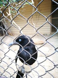 Close-up of chainlink fence in cage at zoo