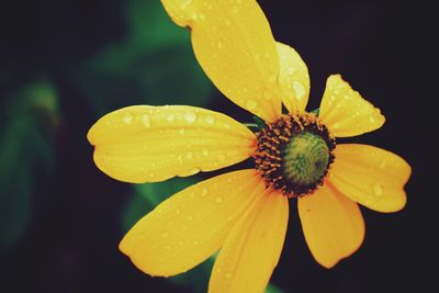 Close-up of wet yellow flower