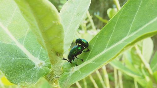 Close-up of insect on plant