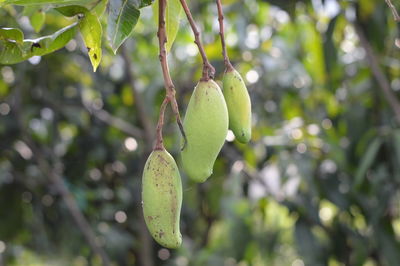 Close-up of fruit growing on tree