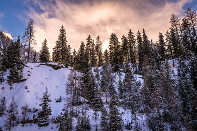 Pine trees in forest against sky during winter