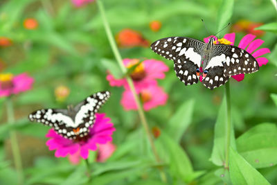 Butterfly pollinating on flower