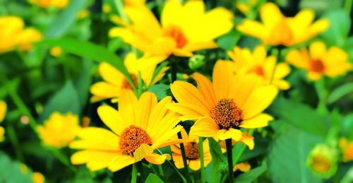 Close-up of yellow flower