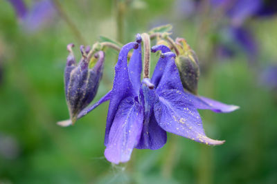 Close-up of purple flowering plant