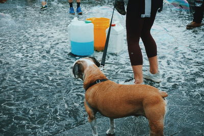 Rear view of dog with pet leash standing on footpath