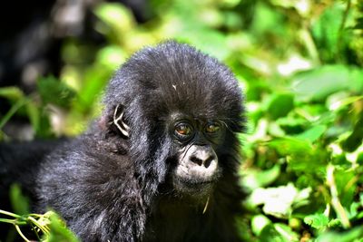 Mountain gorilla baby in rwanda volcanic mountains