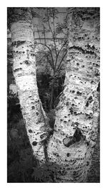 View of tree trunk