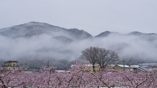 Peach flowers in bloom in the japanese spring after a sudden and rare snowstorm.