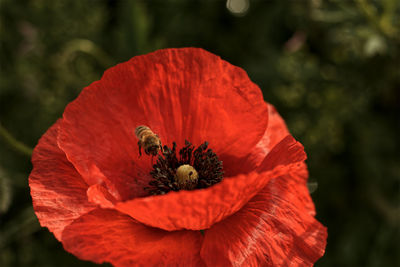 Close-up of red poppy flower