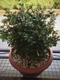 Close-up of potted plant