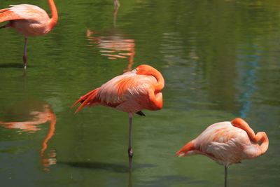 Ducks in a lake