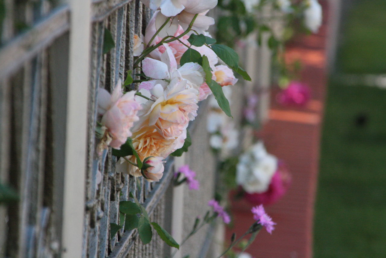 flower, focus on foreground, close-up, freshness, plant, growth, fragility, nature, pink color, building exterior, petal, built structure, beauty in nature, day, outdoors, selective focus, no people, architecture, front or back yard, house