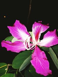 Close-up of flower blooming against black background