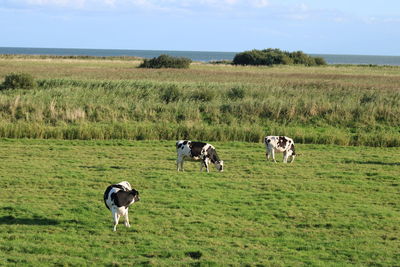 Horses grazing in a field