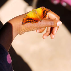 Close-up of hand holding butterfly